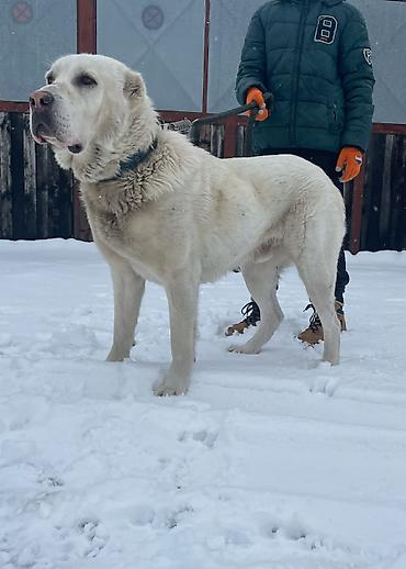 Psi: Na prodaju ženka azijata (srednjeaziski ovčar) Stara 6. Nedelja na lalafo.rs — 16 Psi: Na prodaju ženka azijata (srednjeaziski ovčar) Stara 6. Nedelja — 16