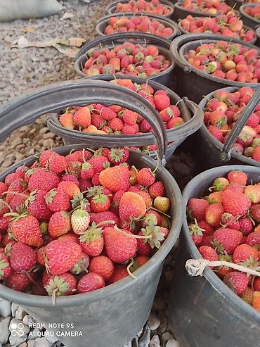 Другие специальности: Ищу рабочих на поле можно семейный.Работа на поле разно рабочий оплата — 2