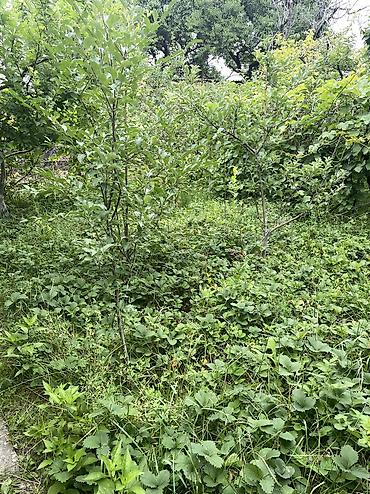 Продажа дач: ПРОДАЕТСЯ Дачный участок, с. Туз, СТ «Нур» (между с. Туз и с. Чон — 2