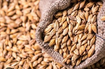 семена зерно: Семена и саженцы Ячменя, Самовывоз