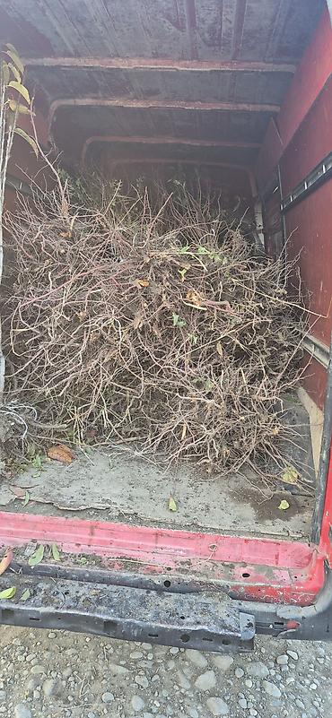 Tinglər: Meyvə və dekorativ ağac tingləri Təsvir: - Tərtər rayonu ərazisində — 9