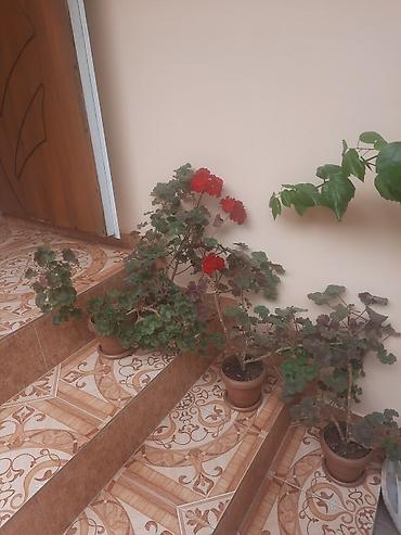 Çöl bitkiləri: Qırmızı çiçəkli sardunya (geranium) saksı gülləri 4 eded qiymeti 30 — 2