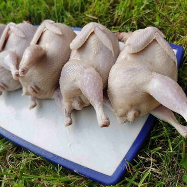 мясо кролика: Продаем перепелиное мясо Использовали только натуральные корма без
