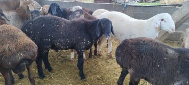 номер приюта для животных бишкек: Сатам | Кочкор (эркек) | Арашан, Гиссар | Союуга, Көбөйтүү үчүн