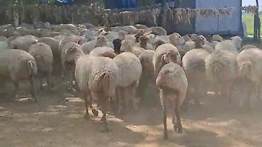 toyuq ucuz qiymete: QOYUNMUZ. SATILIR. QİYMƏTİ. 380. AZN. 1,2,3,4. QARIN. 600 BAŞ SORTU — 1