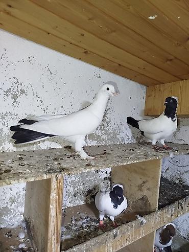 kakadu quşu: Cins göyərçinlər – ağ rəng üstünlükdə, quyruq və qanad ucları qara — 1
