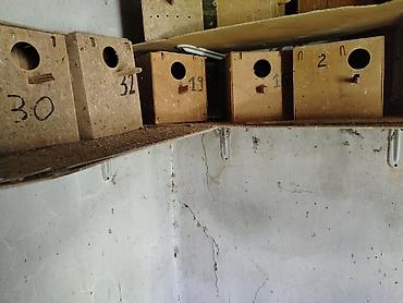 taxta qurdu: Taxta quş yuvaları (dovğa/taxta qutular) - Material: sıx — 1