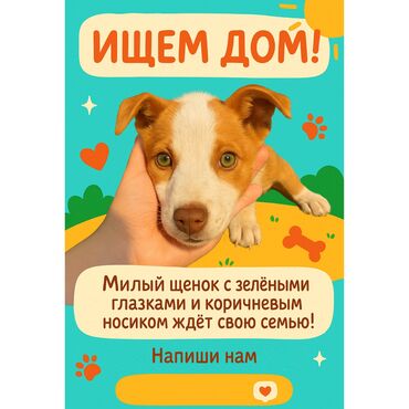 овчарки щенки купить: Собака даром: 3 месяца, Самка, С прививкой
