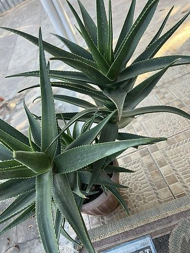 green leaf: Алоэ (суккулент) в горшке - Крупное комнатное растение с плотными — 1