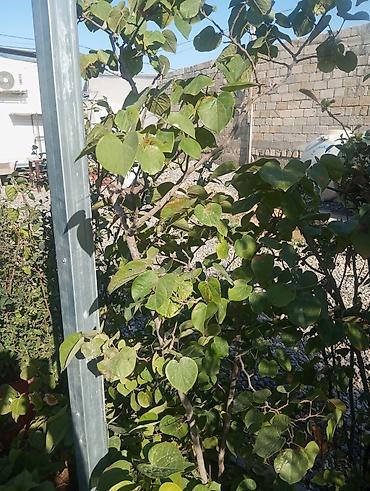 gul toxum satışı: Bağ-bitki uşaq bağçası üçün müxtəlif dekorativ bitkilər və ağaclar — 6