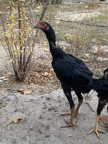 купить кур леггорн: Дакан Жалалабад at lalafo.kg купить кур леггорн: Дакан Жалалабад