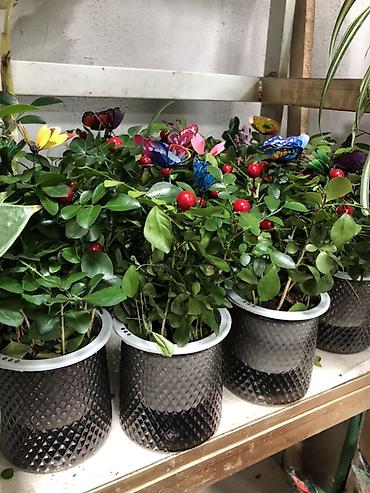 Другие комнатные растения: Комнатные растения в горшках — декоративные и фруктовые 1) Карликовый — 2