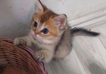 Pişiklər: Qızıl şinşilla, Dişi, Ünvandan götürmə — 19