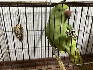 papuqay barter: Yaşıl rəngli üzükboyun papuqay (Aleksandr/quşu) – ələyatımlı və — 4