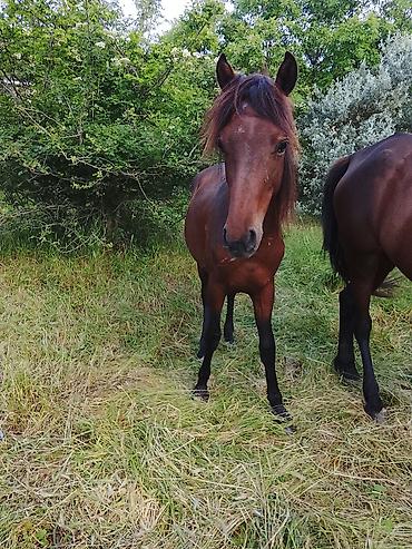 kiçik heyvanlar: Salam Erkey atdı 1 yaşı var anası atası hündür atdı sağlamdı at xızıda — 2