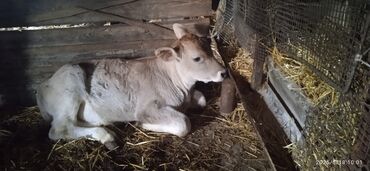 продаю быка: Продаю | Бык (самец) | Швицкая | На откорм | Искусственник
