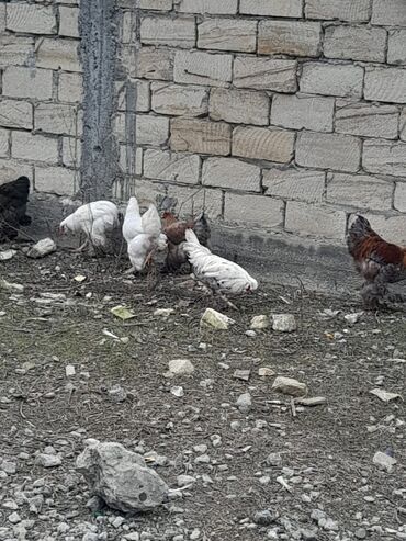 Xoruzlar: Bramalar satılır 3aylıqdılar.Bir ədəd qold xoruz-2qold fərə.bir ağ -da lalafo.az — 8 Xoruzlar: Bramalar satılır 3aylıqdılar.Bir ədəd qold xoruz-2qold fərə.bir ağ — 8