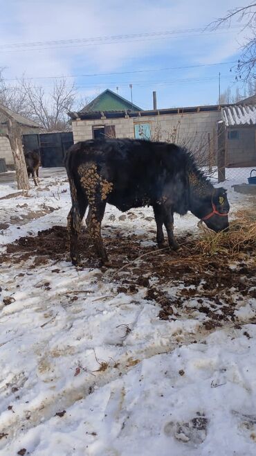 музолуу уйлар: Ургачы торпок сатылат Сокулукта