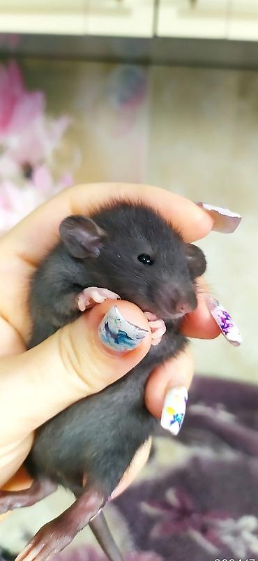 Крысы: Привет друзья !! У нас родились красивые крысята.Друзья в питомнике - — 14