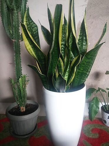 трава для животных: Комнатные растения