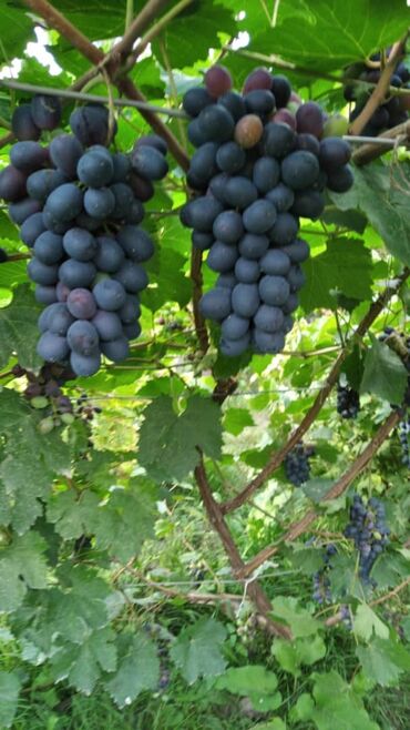 виноград саженцы: Семена и саженцы Самовывоз