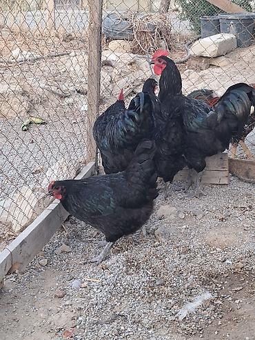 Toyuqlar: Toyuq, Australorp, Yumurtalıq — 3