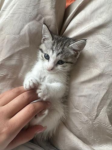 бенгальская кошка домашняя: Американский короткошёрстный котёнок мальчик с серой белыми тигровыми — 1