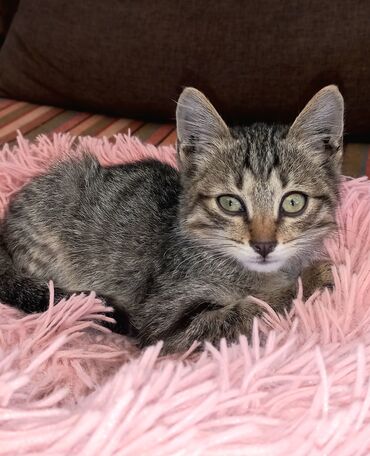 купить кролик декоративный: Котёнок, тигровая короткошёрстная окраска. - Полосатый окрас табби