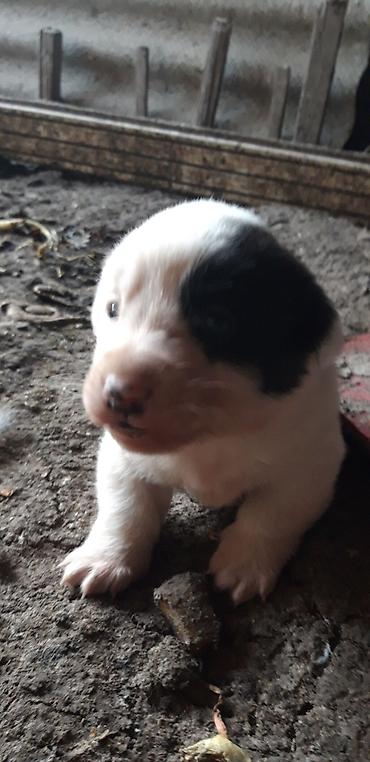 Heyvanlar üçün digər mallar: Zvanok balaları satılır. - Yaş: 1 aylıq - Qidalanma: sərbəst yemək — 7
