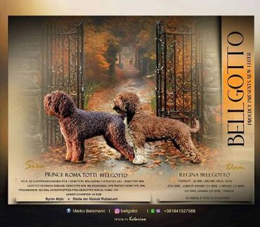 Psi: Lagotto Romagnolo štenci Odgajivačnica "Bellgotto" 7522 sa — 1