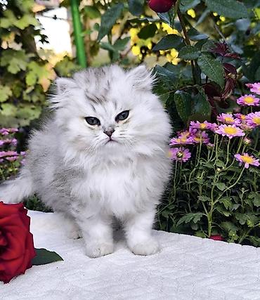 Продажа кошек: Скотиш Страйт (Шотландская прямоухая), 1 месяц, Девочка, Золотая шиншилла, С документами, С прививками, Приучена к лотку — 2