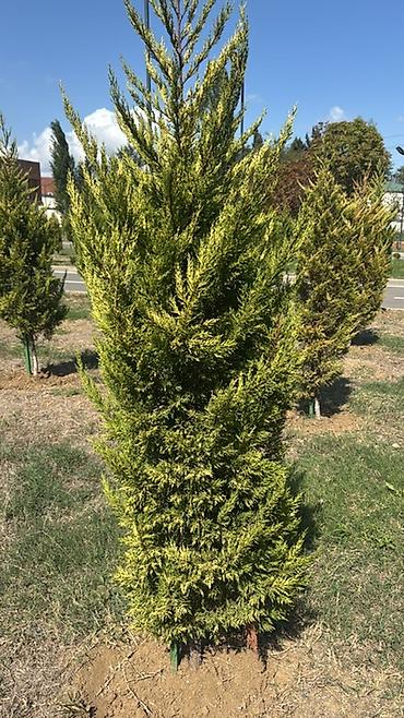 agac gulleri: Limoni şam ahacları dəyişdirilir İstəyən olsa sitrus agac növləri ilə — 4