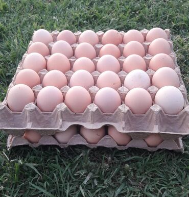 яйцо в Кыргызстан | МОЛОЧНЫЕ ПРОДУКТЫ И ЯЙЦА: Свежее яйцо из миниптицефермы