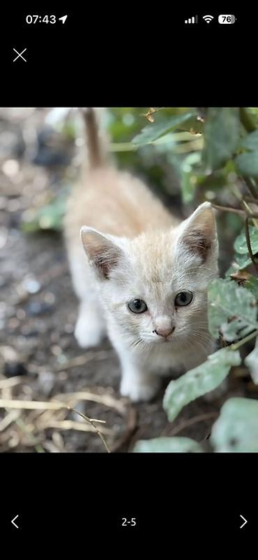 сколько стоит мейн кун: Котята, домашние короткошёрстные. На фото — несколько малышей разного — 3