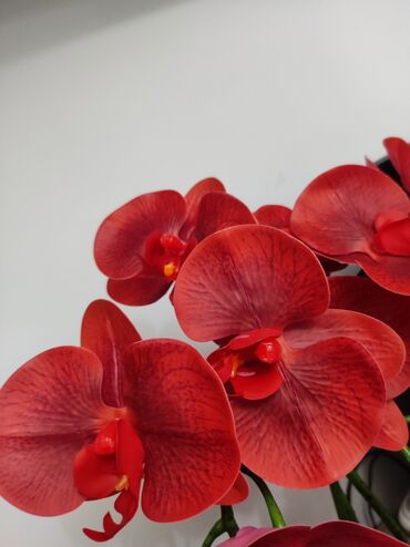 Декоративные цветы: Орхидея искусственная для декора в керамическом горшке Орхидея — 26