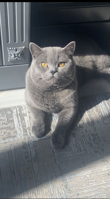 британская лиловая кошка: Продается кот
Паспорт имеется 
Возраст:год
Приучен к лотку 
Британская