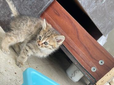 Pişiklər: Türk anqora -da lalafo.az — 6 Pişiklər: Türk anqora — 6