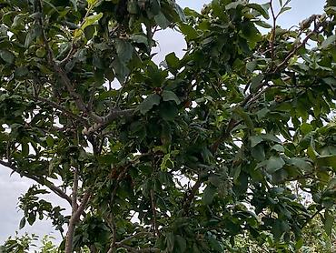 Divanlar: Künc divan, Açılmayan, Parça — 24