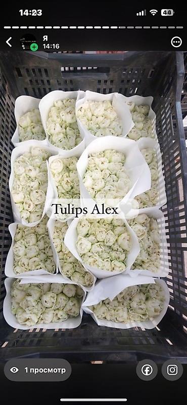 Цветы и букеты: Тюльпаны Tulips Alex💐🌷🌷 - Срезанные тюльпаны в упаковках по пучкам, в — 2