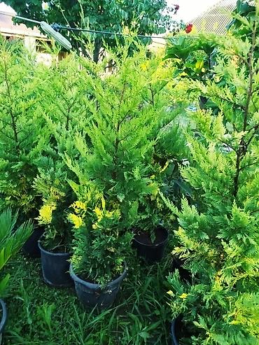 lent gul buketi: Gold leylandıra dibçeklerde.Sifarişləri Bakıya çatdırmaq mumkundur — 1