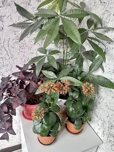 Каланхоэ: Джалал абад — 3