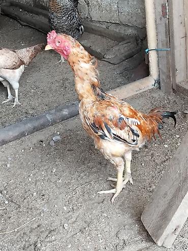 sibirya kurdu: Salam heyratı xoruzu 6 aylıqdı Xarkov xoruzu 8 aylıqdı ikisidə satılır — 7