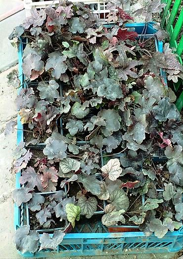 Другие садовые цветы и кустарники: Продаю гейхеру. В коллекции более 80 сортов. Звоните по тел. Вацап — 28