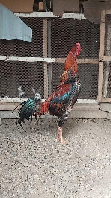 Xoruzlar: Xoruz, il: <1, Pulsuz çatdırılma — 9