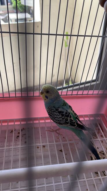 голуби животное: Продается домашний попугай, мальчик Резвый и пугливый, красивый окрас