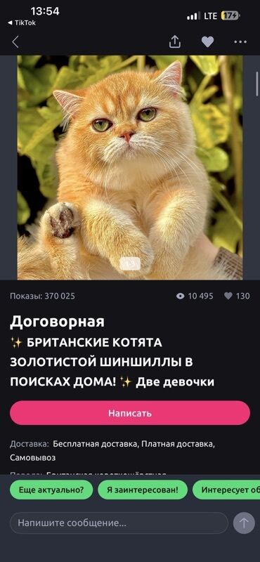 британская короткошерстная кошка золотая шиншилла: Всем добрый день будьте осторожны с этим аккаунтом с этим человеком