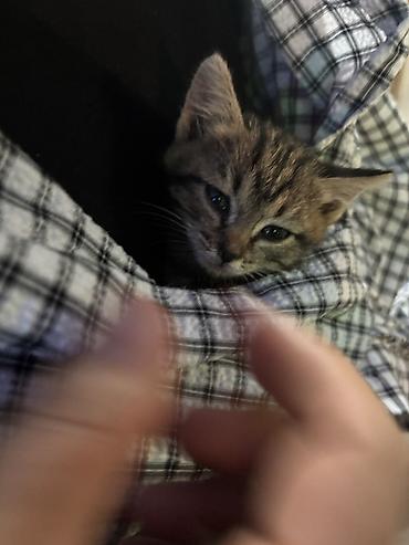 манчкин коты: Котёнок, полосатый табби - Маленький котёнок с короткой шерстью — 3