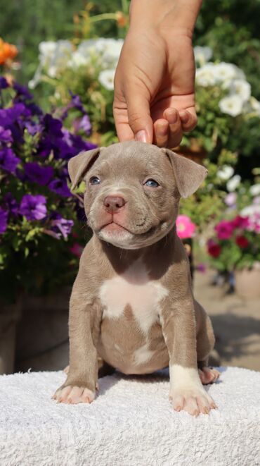 Продажа собак: Американский булли, 1 месяц, Самец, С родословной, С прививкой — 5