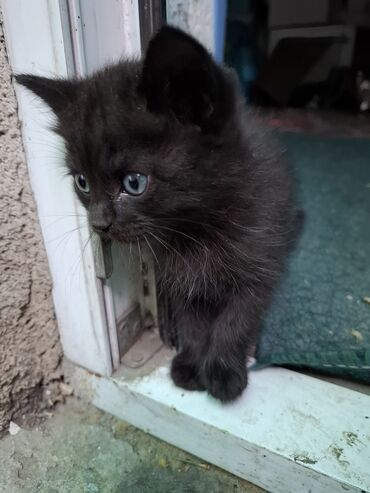 продаю кошек: Кошка даром: Беспородная, 2 месяца, Мальчик