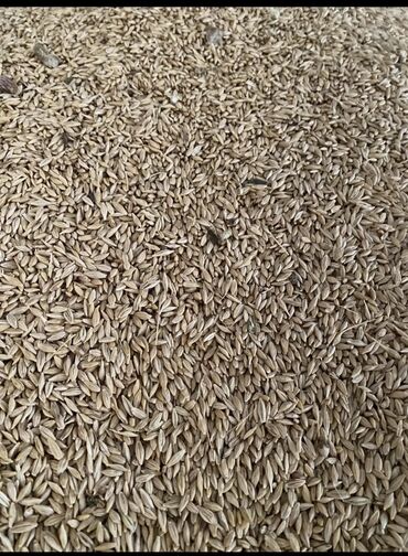 аренда автокран 25 тонн: Семена и саженцы Ячменя, Бесплатная доставка